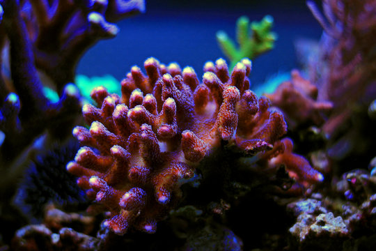 Colorful sps coral in reef tank