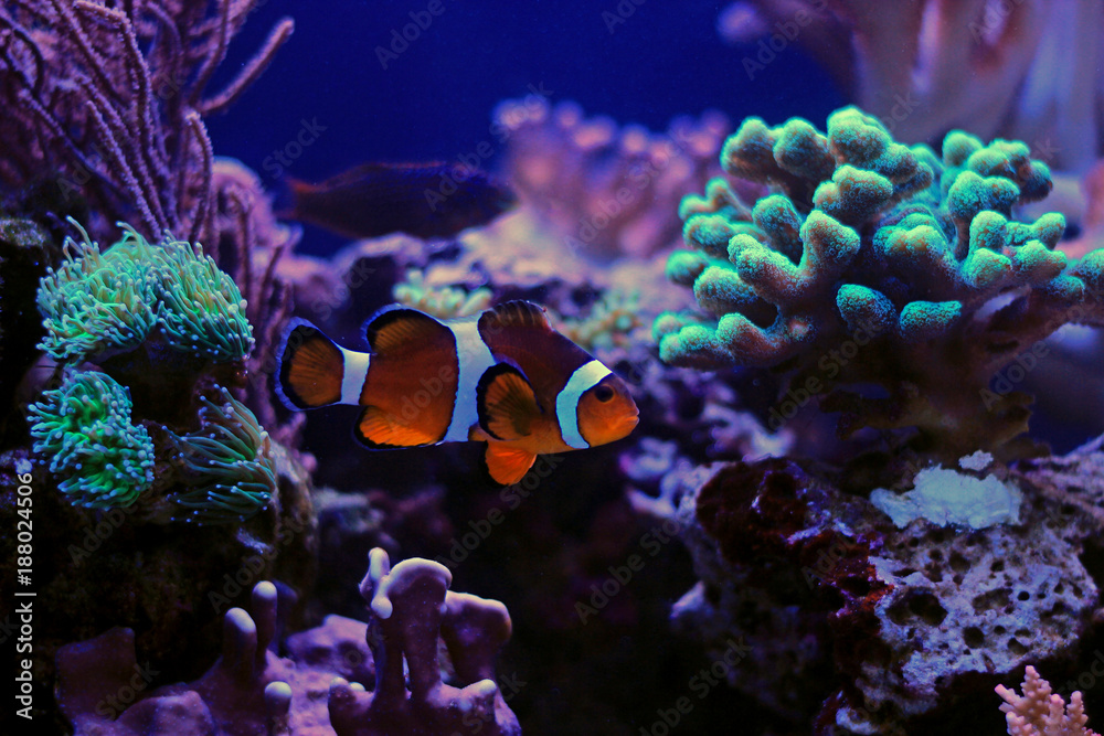 Poster Clownfish the most popular saltwater fish in aquariums 