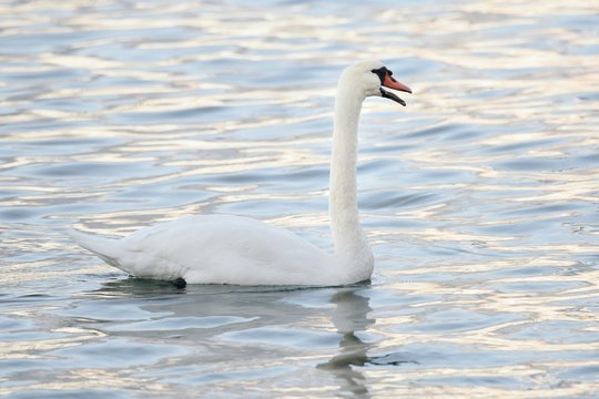 Mute swan swim with an open beak