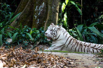 White tiger laying down in the shade