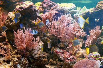 Fototapeta na wymiar fishes and other fauna of coral reef