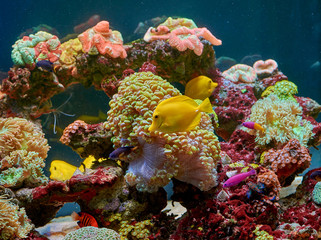 Naklejka premium fishes and other fauna of coral reef