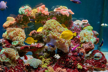 fishes and other fauna of coral reef