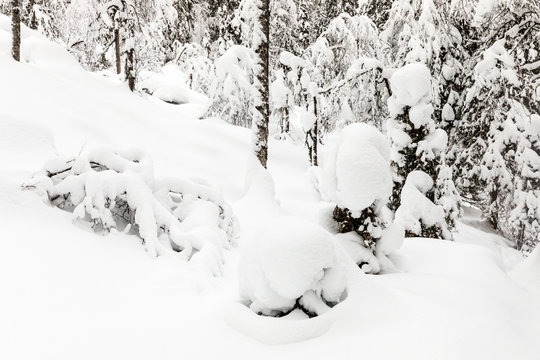 The snow-covered forest in The Korouoma Nature Reserve, Finland. Southern Lapland, Municipality of Posio.