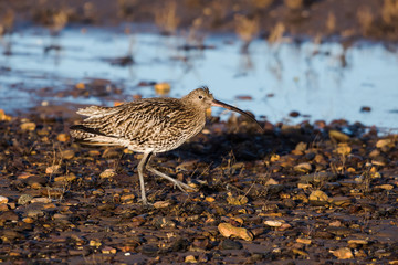 Eurasian Curlew, Curlew, Numenius arquata