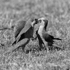 Les perruches de Montevideo : amour tendre, amour vache