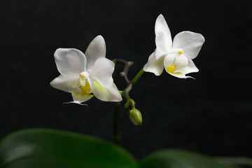 Horizontal image of two orchid flowers in bloom with a dark background