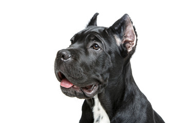 beautiful cane corso puppy