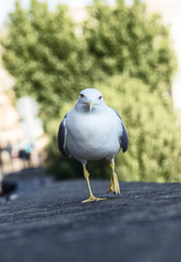 Seagull in the city