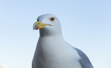 Seagull in the city