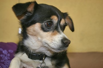 SMALL BLACK, BROWN, AND WHITE DOG