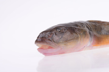 Oily fresh fish on a white background