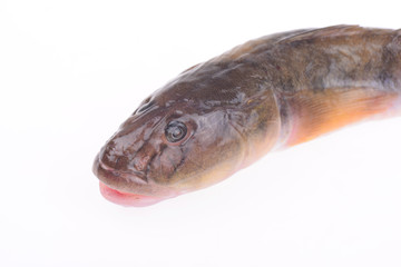 Oily fresh fish on a white background