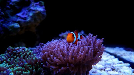 Clownfish the most popular saltwater fish in aquariums 