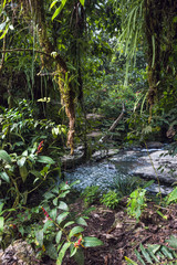 Fototapeta premium Amazon tropical rainforest in Misahualli, Napo province, Ecuador