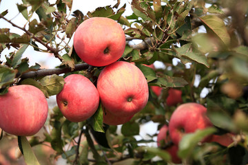 Many apples on the trees mature, close-up