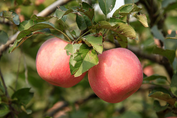 Many apples on the trees mature, close-up