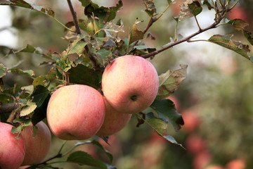 Many apples on the trees mature, close-up