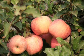 Many apples on the trees mature, close-up