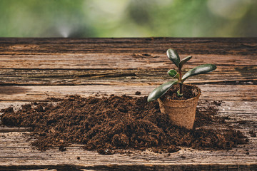 Preparing for a seasonal transplantation of plant or flower, in a gardening, vintage shed near house. Product still life image. Planting in the garden concept photograph.