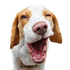 funny beautiful beagle dog