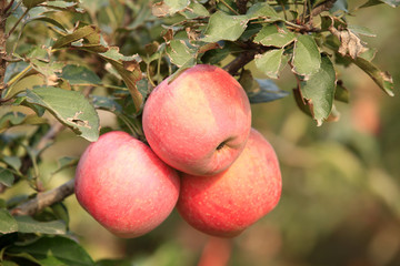 Many mature apples on the trees