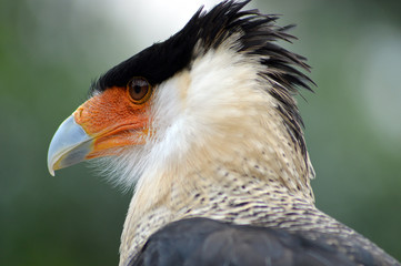 Caracara