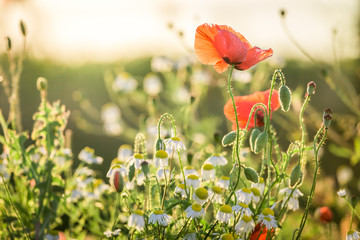 Red poppy seed in the field at sunset, Europe