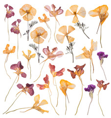 A large set of spring dried and pressed flowers. Herbarium of beautiful multi-colored flowers on...