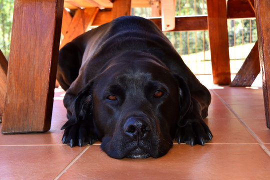 Black Labrador Laying