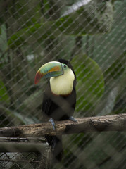 Toucan (Ramphastidae)