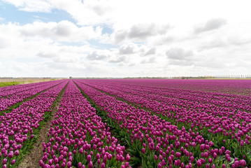 Fototapeta na wymiar Colorful tulip field