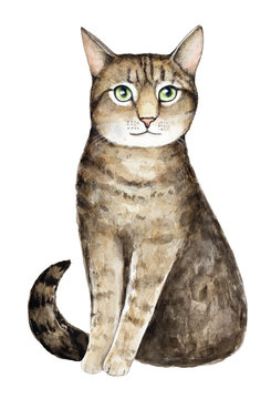 Watercolor cat portrait. Big green eyes, striped tabby coat pattern, looking away intellectually. Fluffy, sweet and pretty. Hand painted water color art illustration, cut out, on white background.