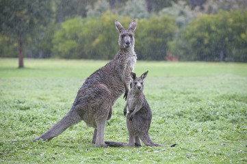 Naklejka na ściany i meble Enimals eastern grey kangaroos with joey in Grampians national park, Victoria, Australia.