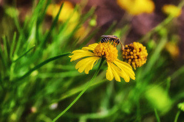 Hornet On Yellow Flower