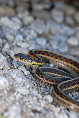  Thamnophis