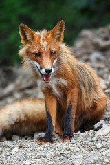 Wildlife of Kamchatka Peninsula: a cute wild red fox with beautiful sly eyes sitting on the stones in a summer landscape. Eurasia, Russian Far East.