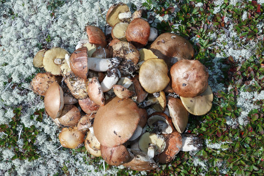 Flat set delicious freshly picked wild edible mushrooms in tundra among moss and grass. Mushrooms collected in mountains on Kamchatka Peninsula. Eurasia, Russia Far East.