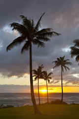Obraz na płótnie Canvas Palm Tree Sunset At Napili Point, Maui