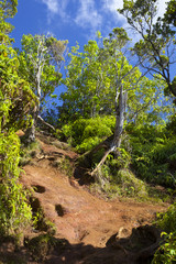 Fototapeta na wymiar Muddy Trail Through Rainforest, Kauai