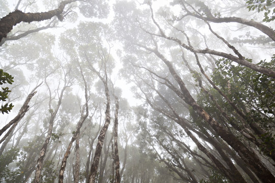 Misty Rainforest Trees, Hawaii