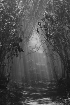Sun Shining Through Misty Trees, Hawaii