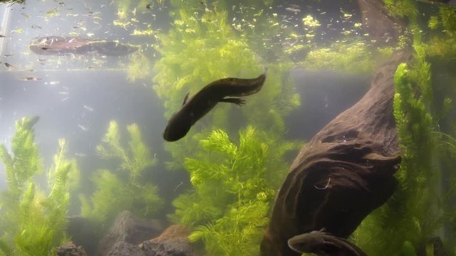Mexican axolotl, the most mysterious and promising neotenic salamander. Hopes for stem cell research. Endangered flagship species, urgent need for conservation and restoration of habitat