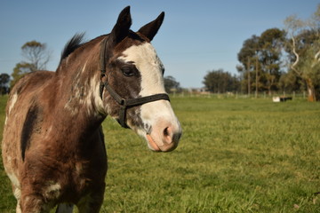 Obraz premium vagón