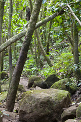 Muddy Trail Through Rainforest, Kauai