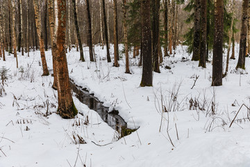 creek in the winter forest near Sestroretsk, Russia