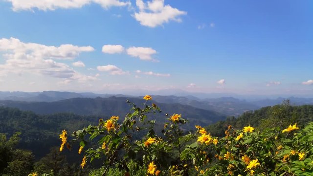 Asian mountains, UHD pan view of flowers at kiew lom viewpoint, on a sunny autumn day, in the mountainsn near Pai, in Thailand