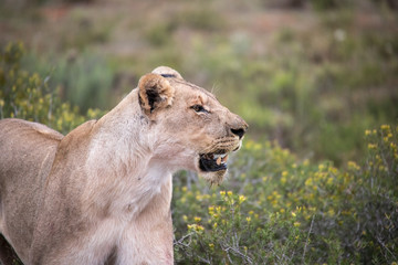 Lioness in African savannah 