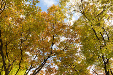 Yellow tree leaves in autumn of Japan