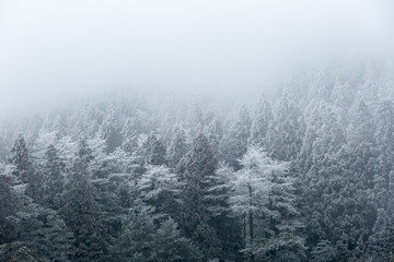 Fototapeta na wymiar winter forest in fog